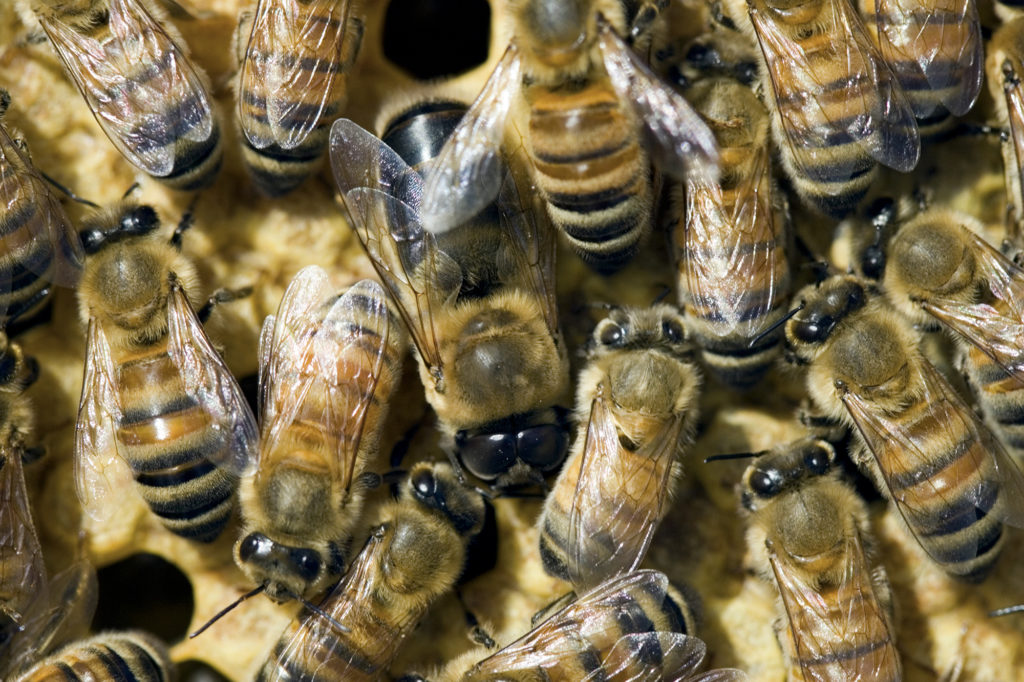 Bees on a honeycomb.